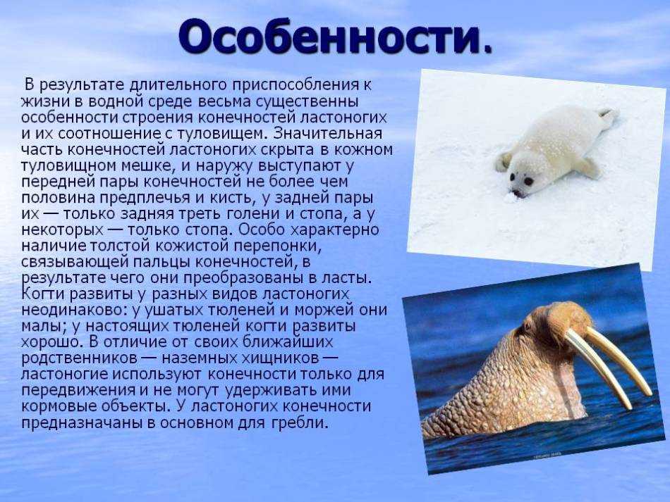 Атлантический морж краткое описание для детей. животное морж: описание, картинки, фото, видео, детеныш моржа