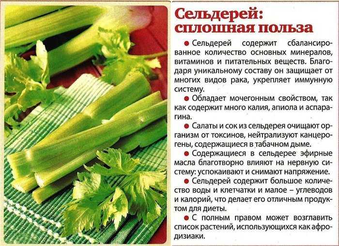 Фрукты и овощи для собак: какие овощи и фрукты можно, а какие нельзя давать собакам