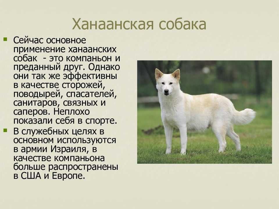 Подробный обзор породы собак Ханаанская с фото и видео История, характер, стандарт, содержание, дрессировка, уход, здоровье, цена и многое другое