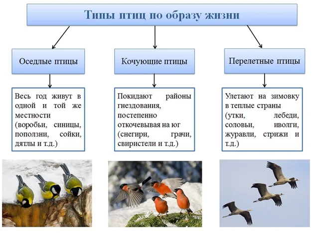 Строение внутренних органов птиц - ektpol