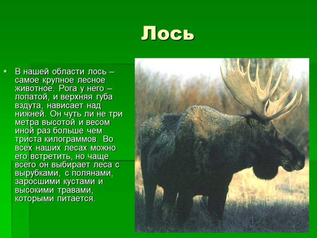 Лесные животные