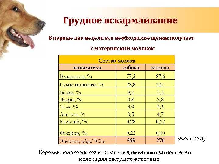 Питание новорожденного щенка: как выкормить искусственно с рождения