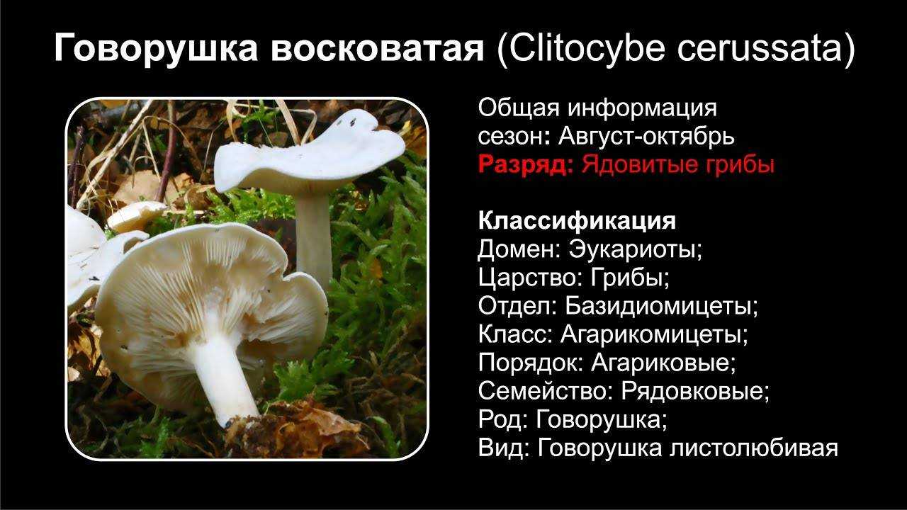 Говорушка ворончатая: описание гриба, места распространения