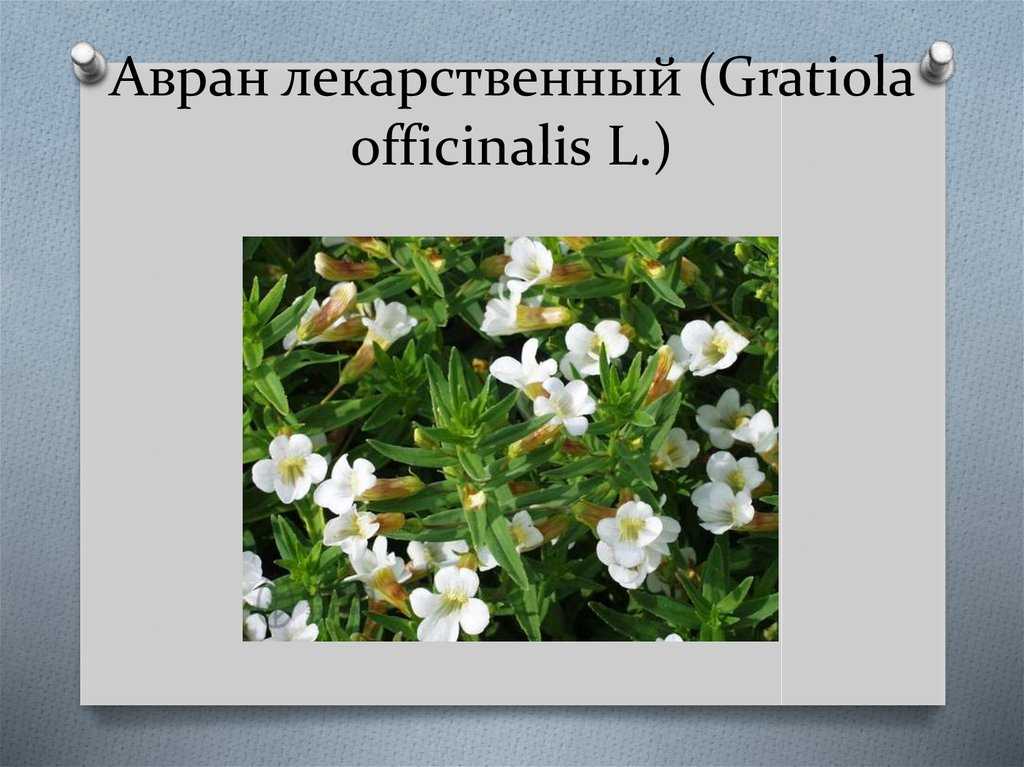 Авран лекарственный свойства, применение, противопоказания