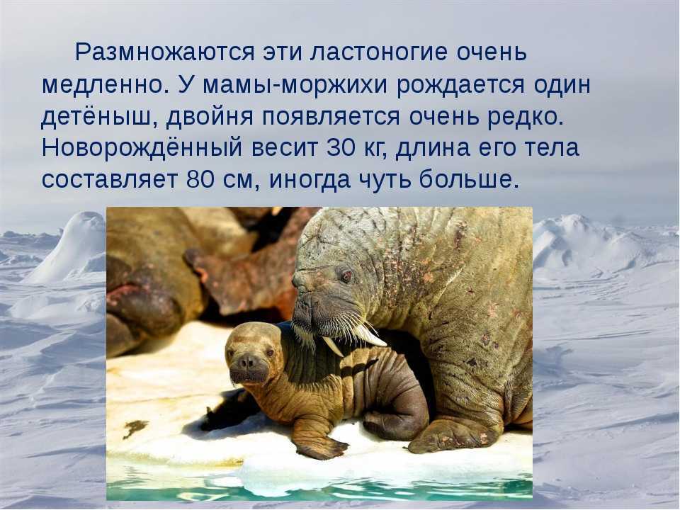Атлантический морж