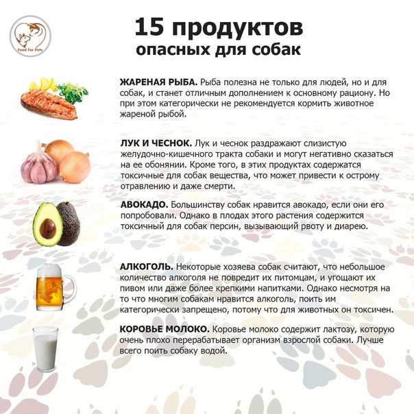 А вы знаете, можно ли собакам свеклу?