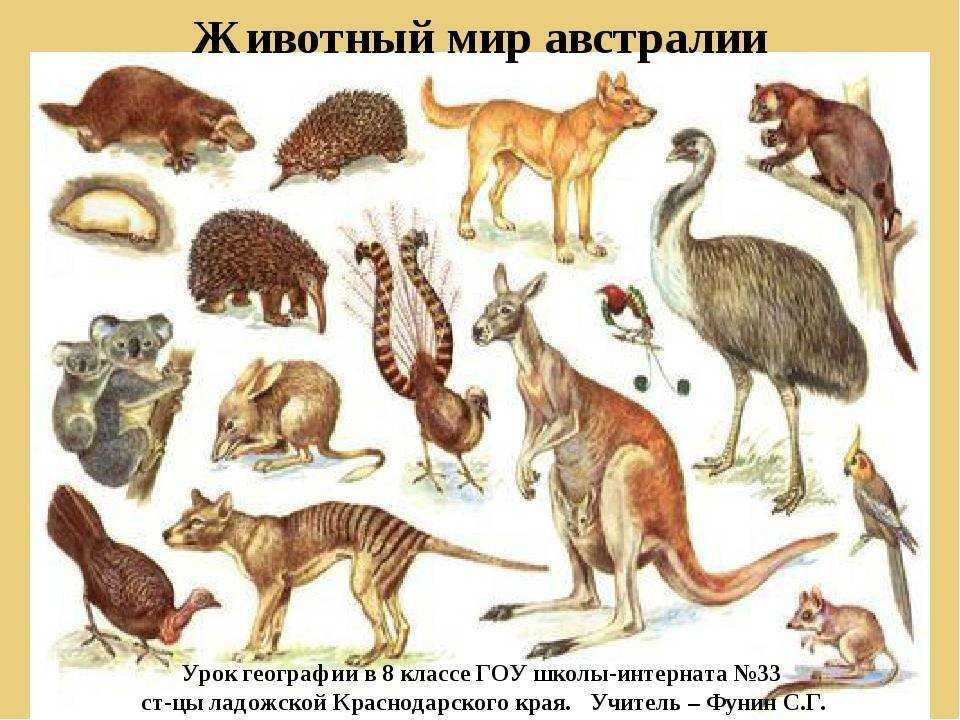 Какие насекомые смертельно опасны в австралии