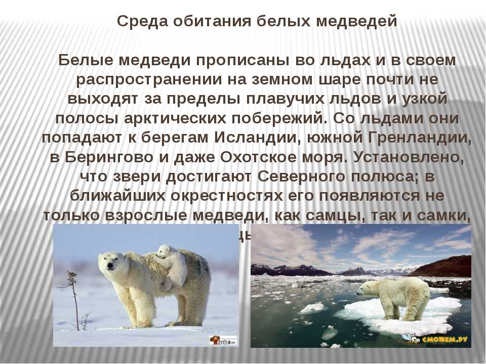 25 интересных фактов о белых медведях – zagge.ru