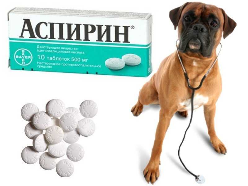 Можно ли собаке давать валерьянку?
