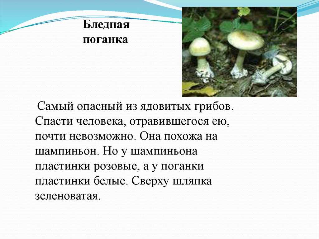 Список самых ядовитых грибов россии, украины и мира