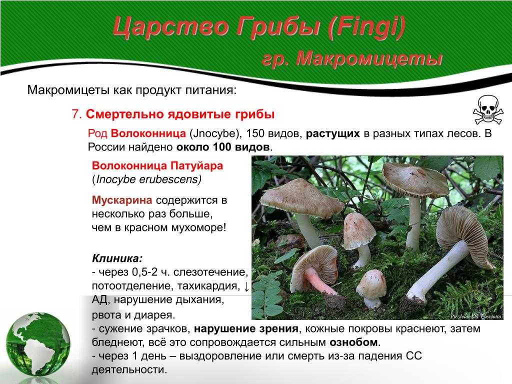 все про волоконницу патуйяру Фото и краткое описание Как выглядит и где растет Двойники волоконницы патуйяры Ядовит ли гриб Интересные факты, сообщение и доклад