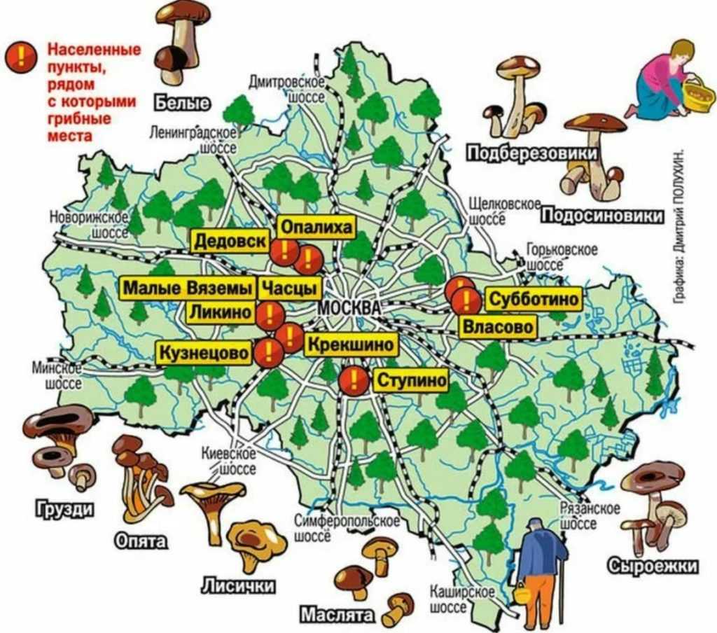 Несъедобные грибы: названия, фото и описания ядовитых грибов