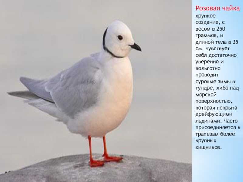 Чайки
