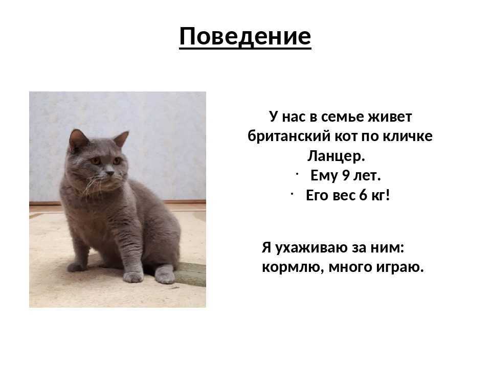 Английские клички для кошек Популярные и красивые имена для котят мальчиков и девочек, клички со значением на английском с переводом Смотрите подробнее