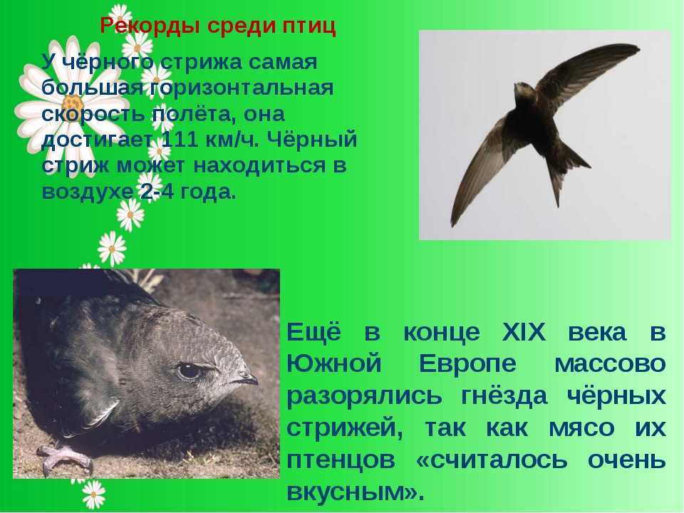 Стриж 🔥 описание птицы, особенности, виды, образ жизни