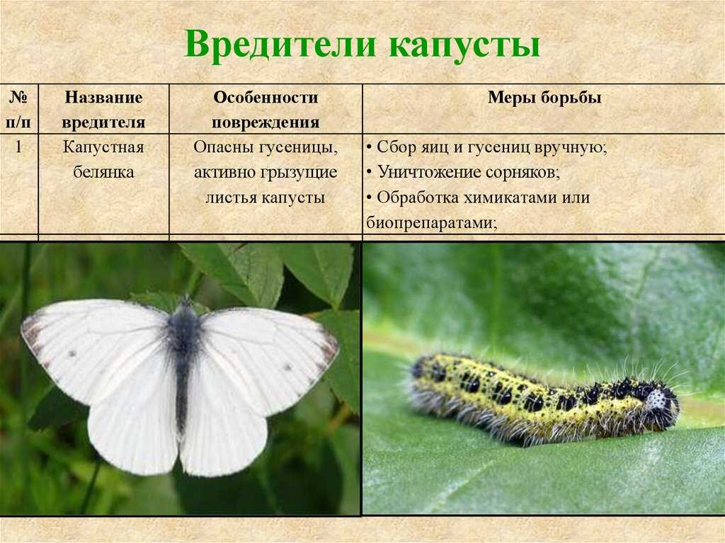 все про бабочку капустницу Фото и описание бабочки Гусеница капустницы Как выглядит и где обитает капустница Чем питается бабочка капучтница Жизнь бабочки капустницыСтроение бабочки Презентация и доклад