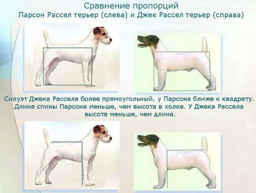 Таблица размеров и веса джека рассела | читатель домашних животных