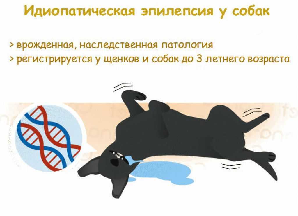 Судороги у собак: виды, симптомы, первая помощь | звери дома