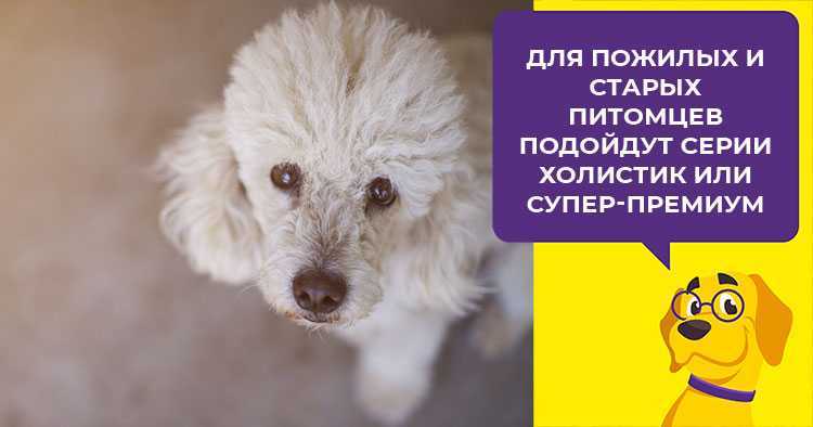 Чем кормить щенка пуделя