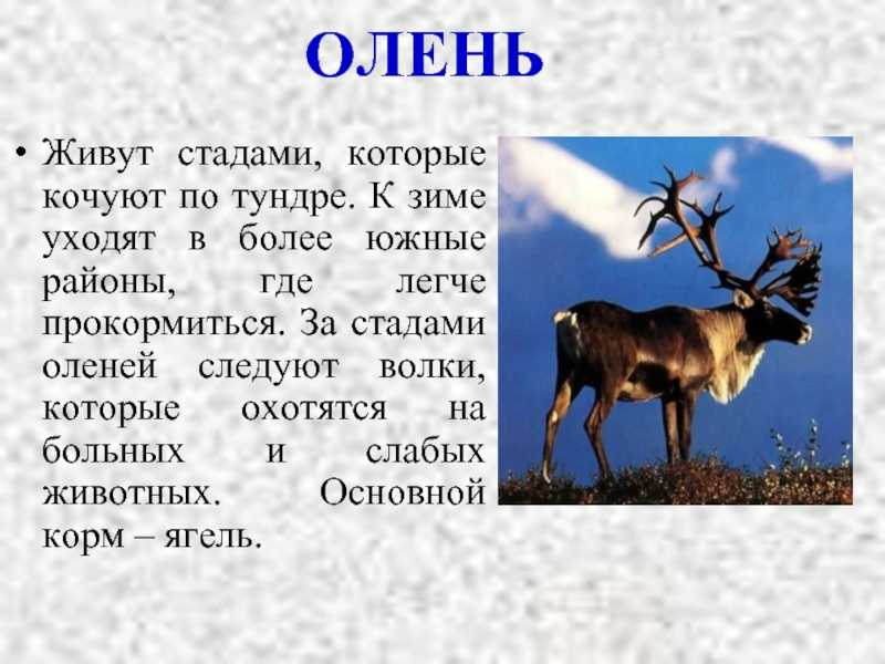 Северный олень из красной книги – описание, где обитает, интересные факты