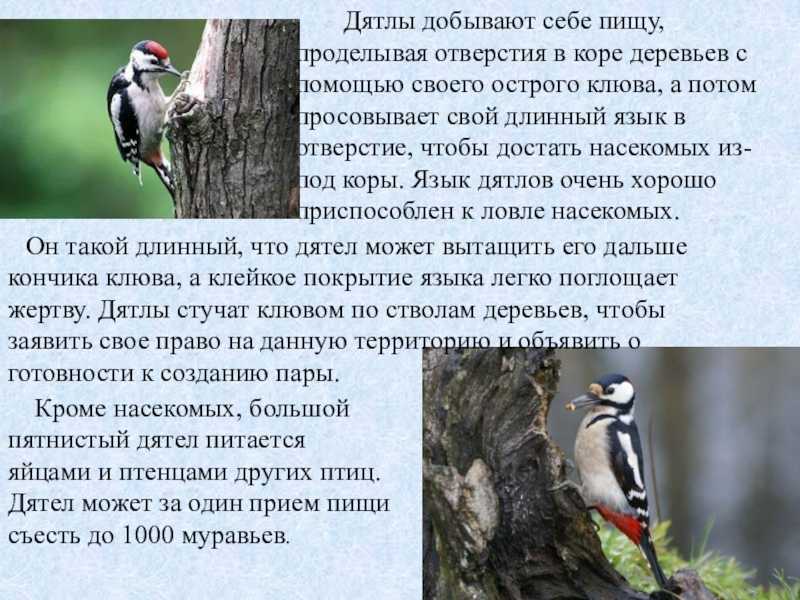 Ловкий язык и крепкая голова: что мы знаем о дятлах