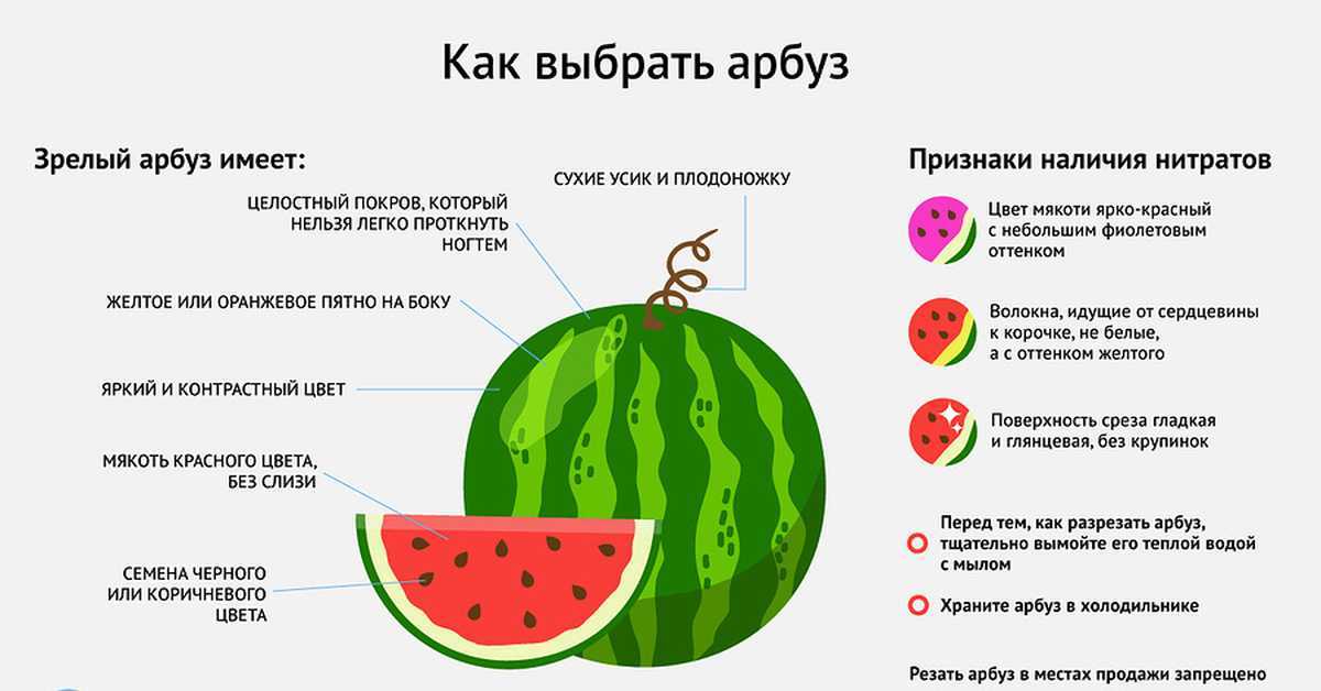 Не знаете, можно ли собаке арбуз? мы поможем определить