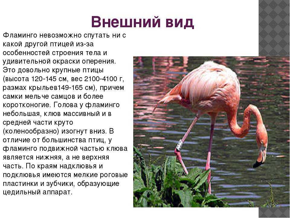 Фламинго: как выглядит, где обитаем, чем питается и интересные факты (фото)