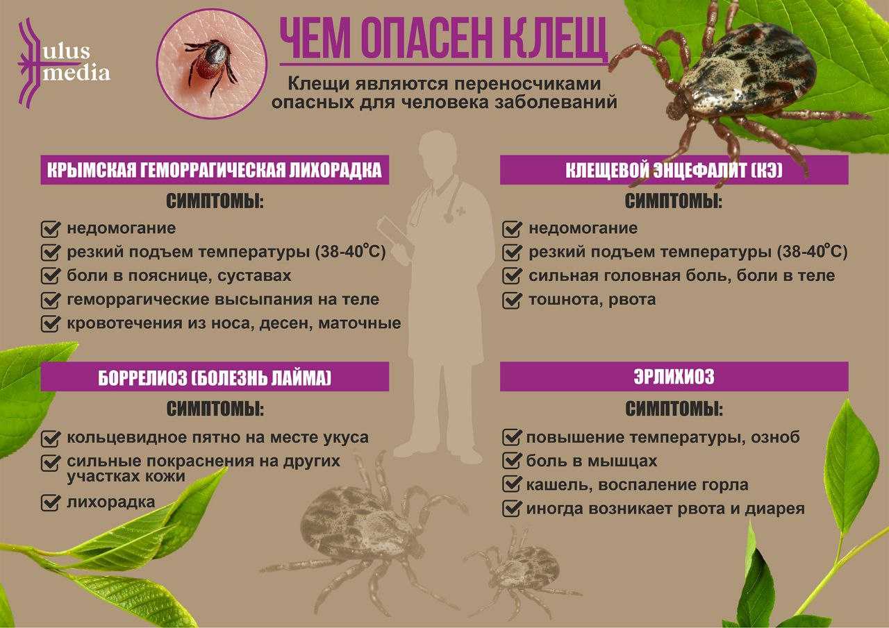 Чем опасны иксодовые клещи у собак. диагностика и профилактика