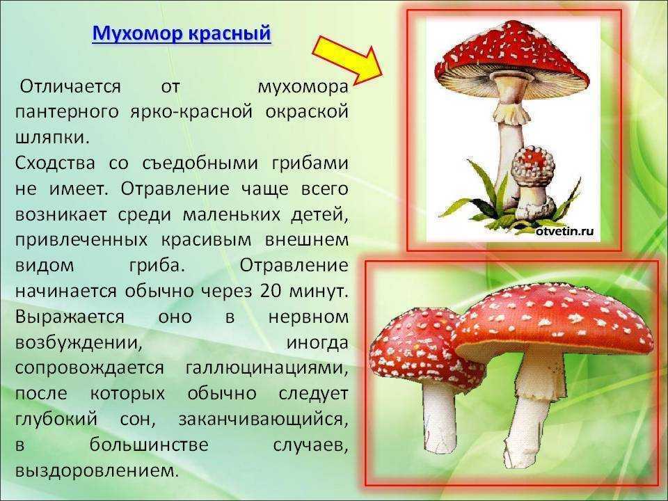 Мухомор красный (amanita muscaria): употребление, фото, описание и лечебные свойства гриба