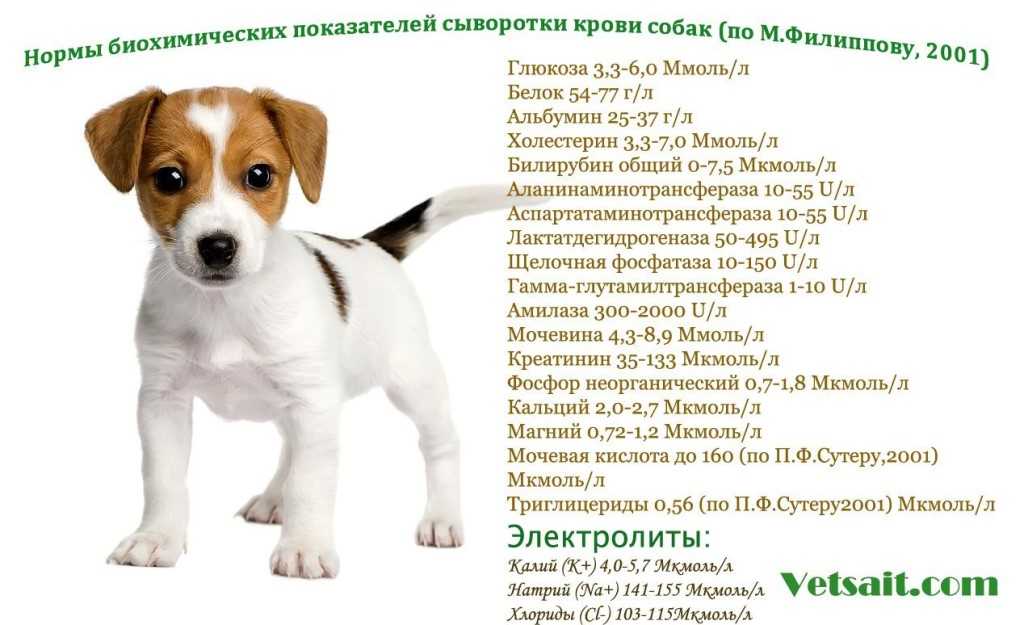 Что означает пэт и брид класс для собаки: описание щенков по качеству