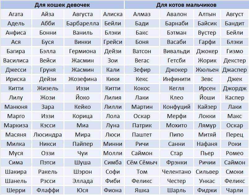 Как назвать кошку трёхцветную: популярные, красивые, прикольные клички с учётом личных характеристик, породы и окраса