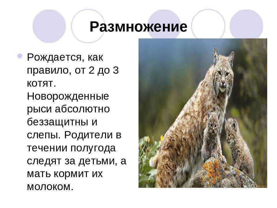 Рысь - 84 фото самого северного обитателя из семейства кошачьих