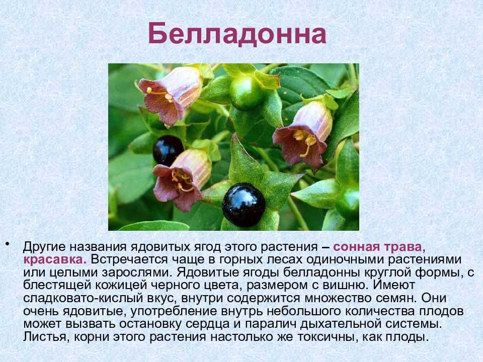 Смертельно ядовитые растения россии