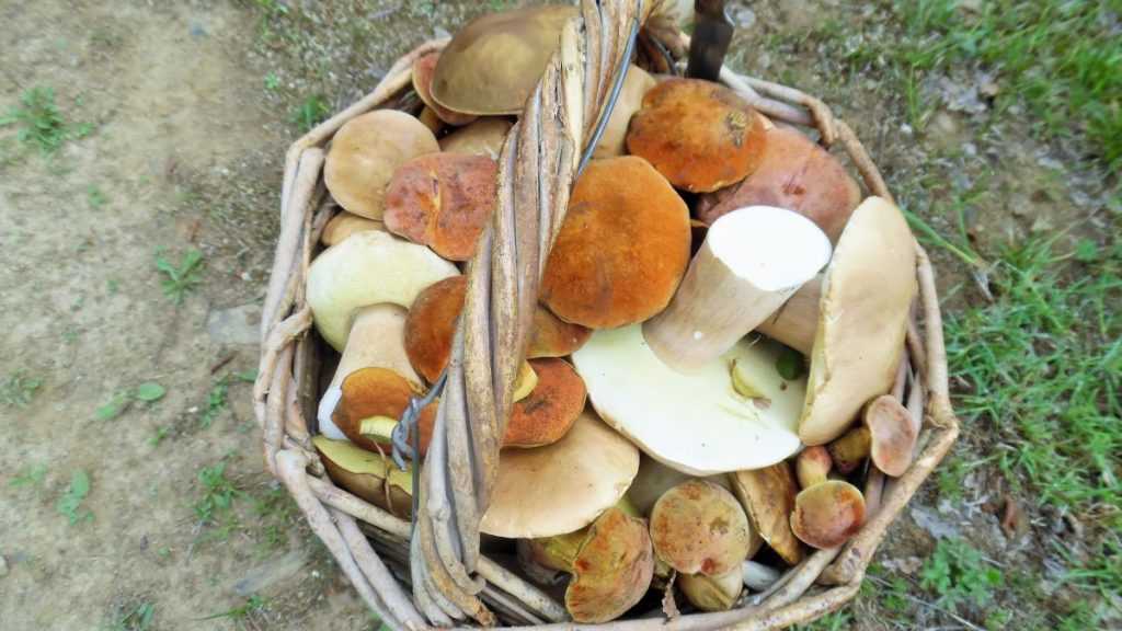 Мухомор цезаря (цезарский гриб) — вкуснейший из мухоморов
