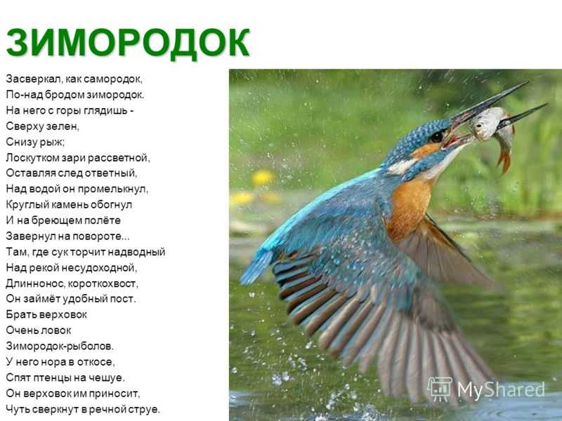 Зимородок