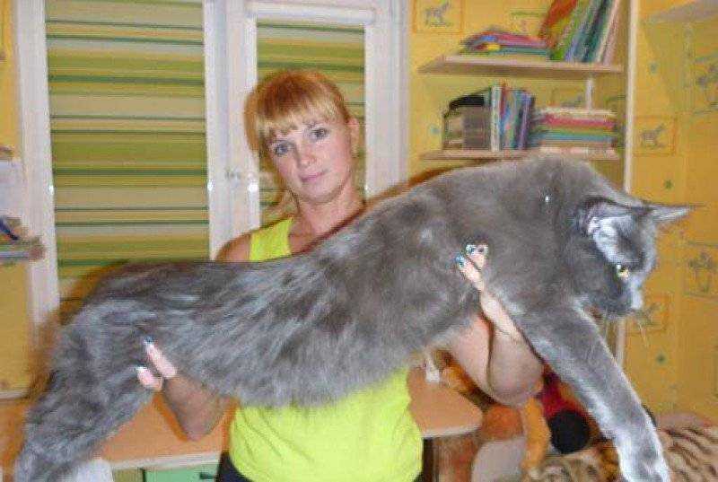 До какого возраста растут кошки