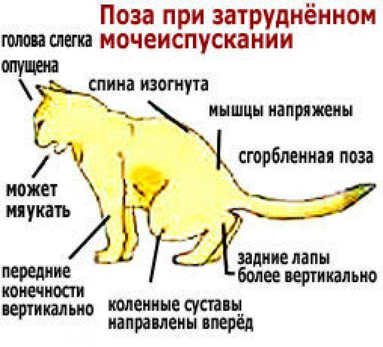 Из-за чего у кошки могло покраснеть под хвостом?