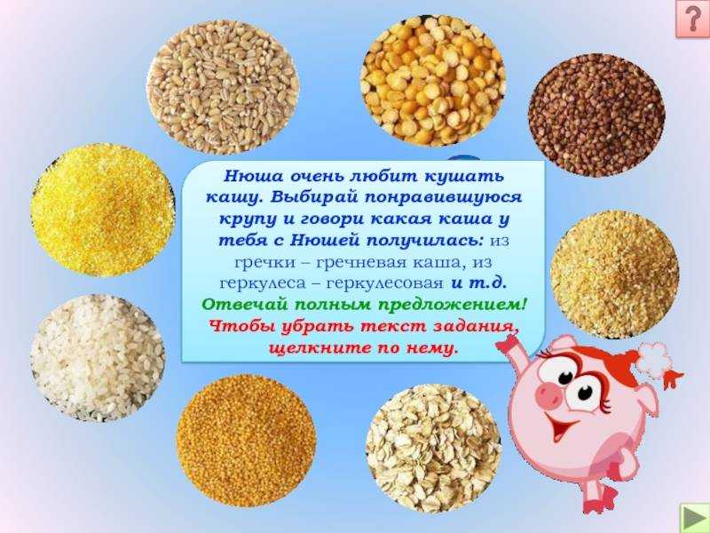 Каша для собаки: рецепты, из каких круп и как приготовить (варить), нужно ли солить блюдо, а так же подробно о пшеничной, ячневой, гурмане и хот дог