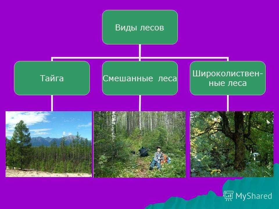 Лес