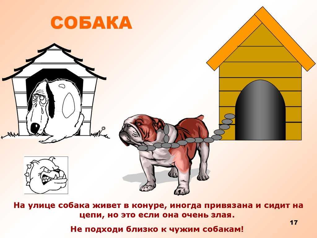Как можно приучить собаку к будке