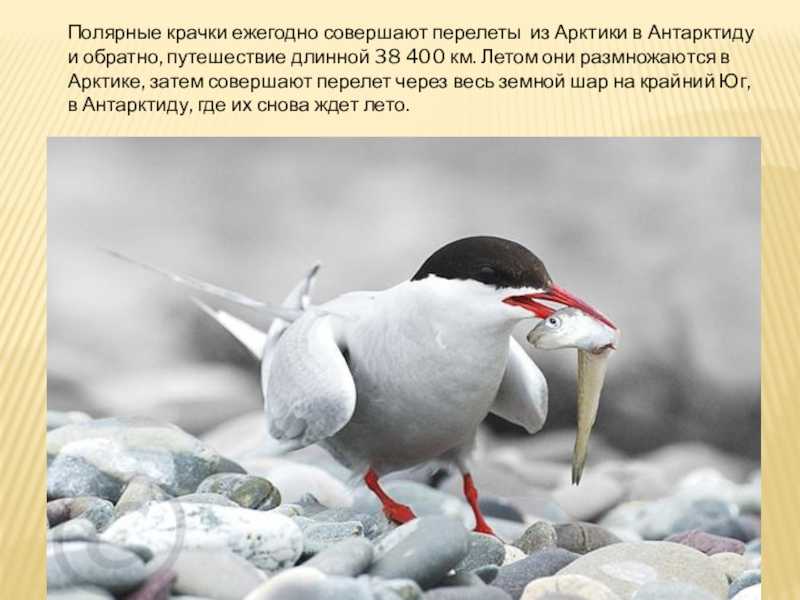 Малая крачка: распространение, численность, охрана.