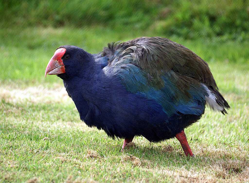 Takahē: nz native land birds