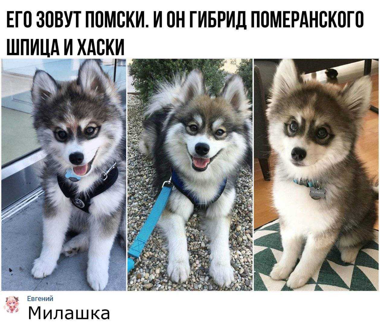 Породы собак фото овчарки и ротвейлера