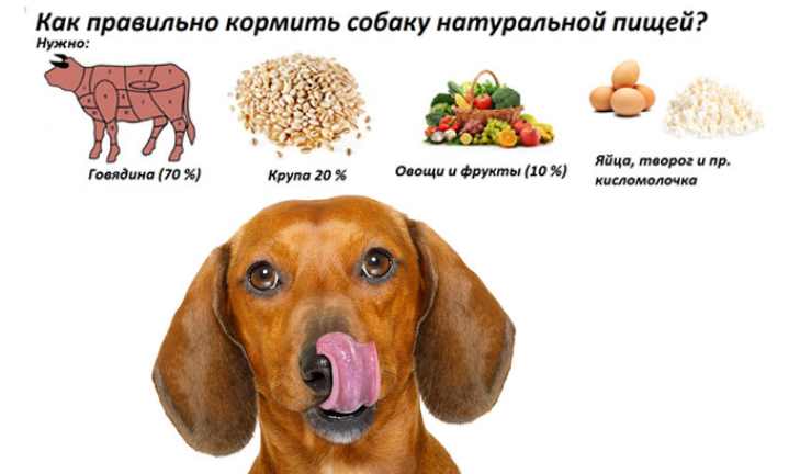 Можно ли давать рис (и рисовую кашу) собаке? | все о собаках