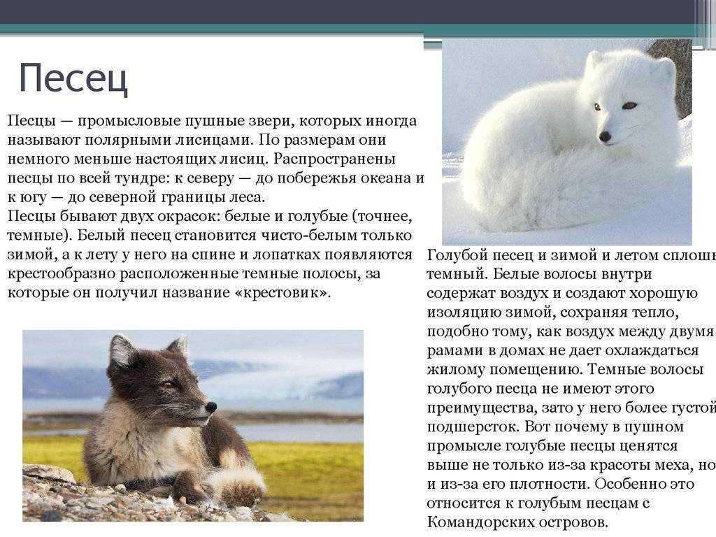 Песец, полярная лиса, фото - животные арктики и антарктики.