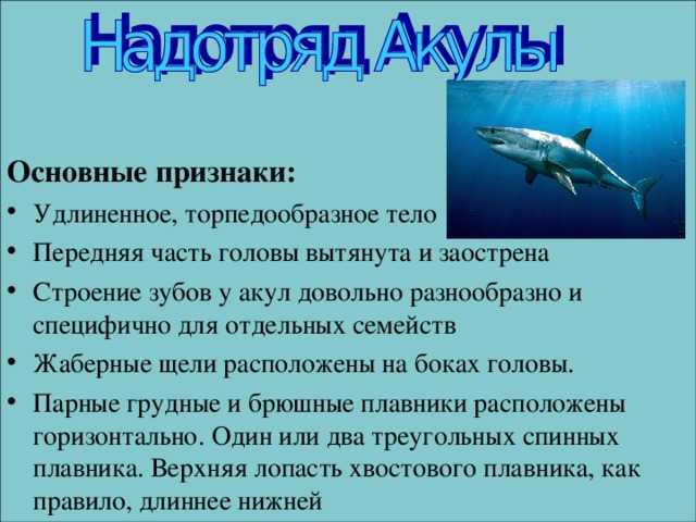 все про голубую акулу Чем питается, как выглядит и где обитает синяя акула Фото, видео и описанием Чем дышит синяя акула Размножение и естественные враги