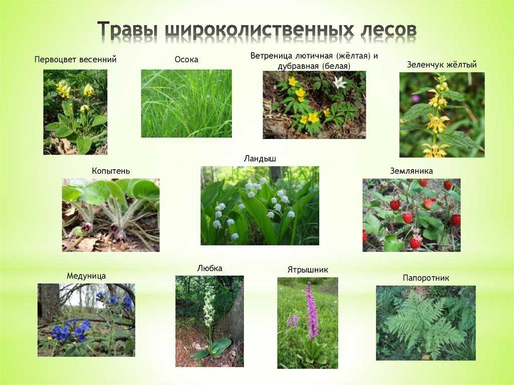 Природные зоны