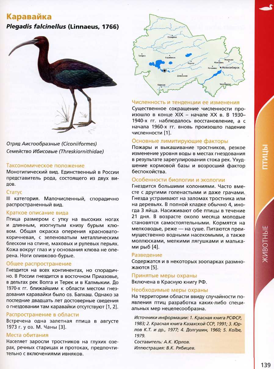 Растения и животные красной книги новосибирской области: фото и описание