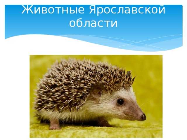 Какие животные водятся в ярославской области