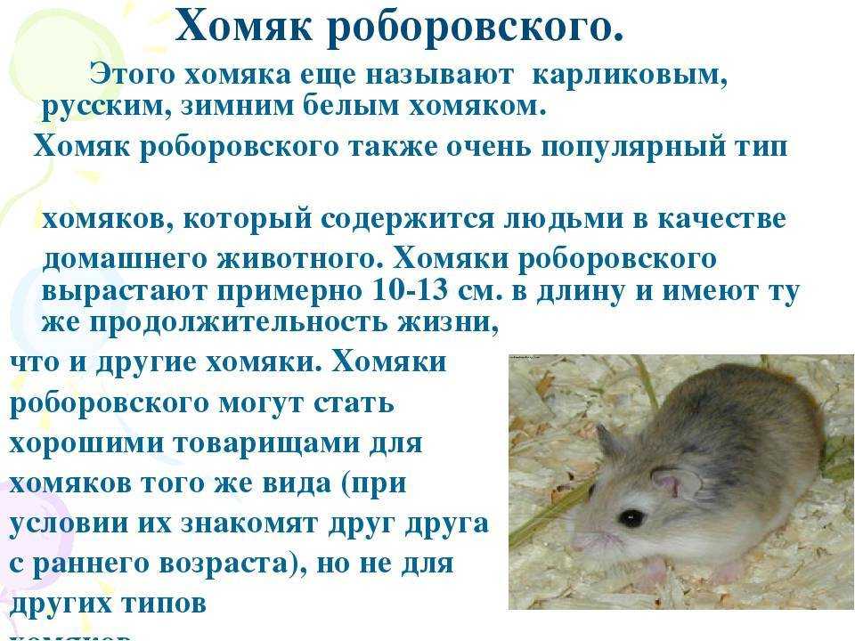 ᐉ китайский хомяк - редкий домашний питомец - zoopalitra-spb.ru